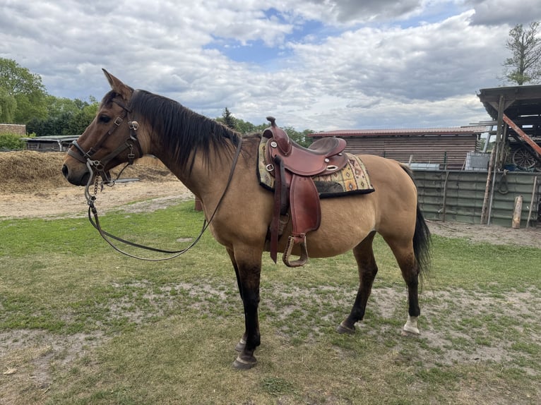 Criollo Mix Merrie 21 Jaar Falbe in Thyrow