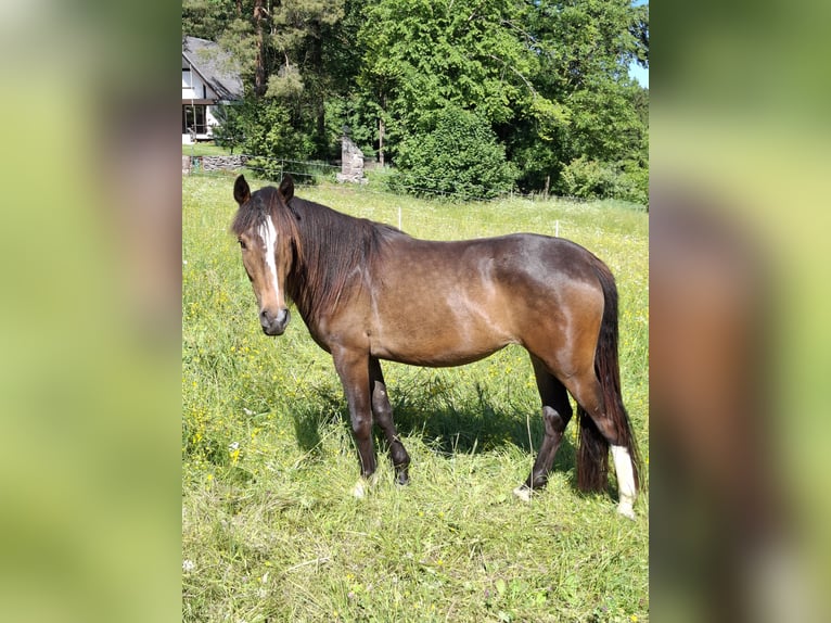 Criollo Merrie 2 Jaar 145 cm Bruin in Betzenstein