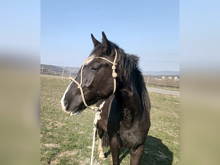 Criollo Merrie 2 Jaar 147 cm Zwart in Wörth am Main