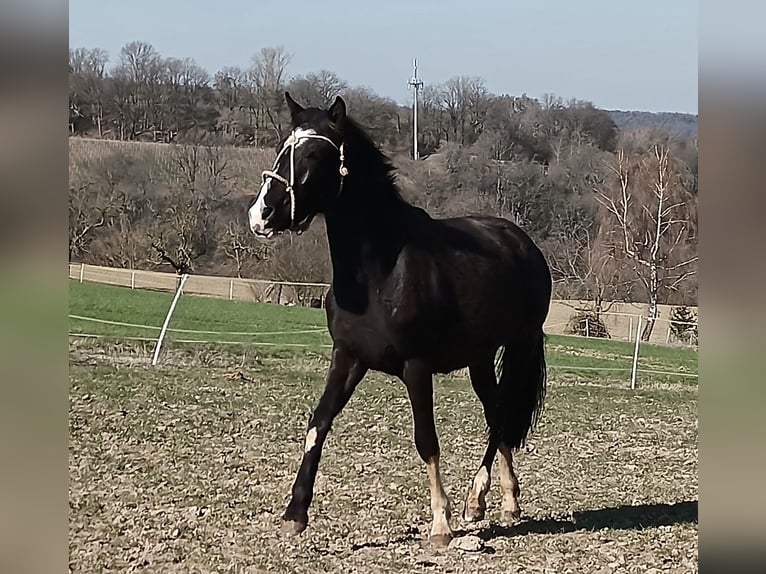 Criollo Merrie 2 Jaar 147 cm Zwart in Wörth am Main