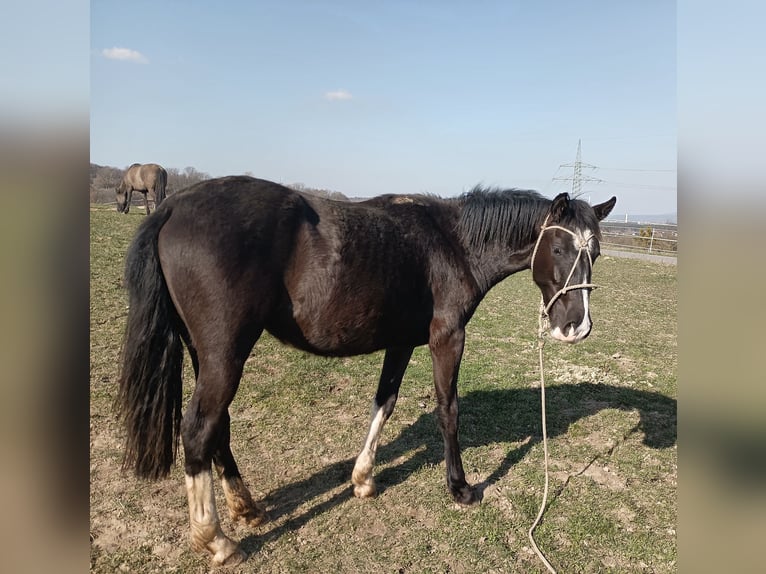 Criollo Merrie 2 Jaar 147 cm Zwart in Wörth am Main