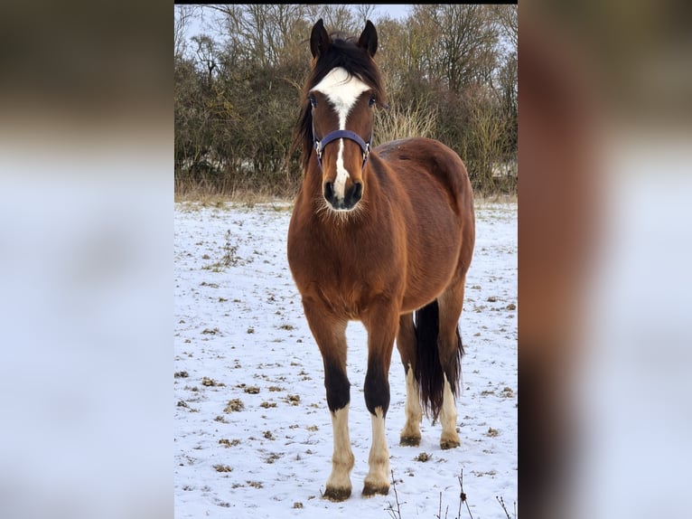 Criollo Merrie 2 Jaar 150 cm Bruin in Eppingen
