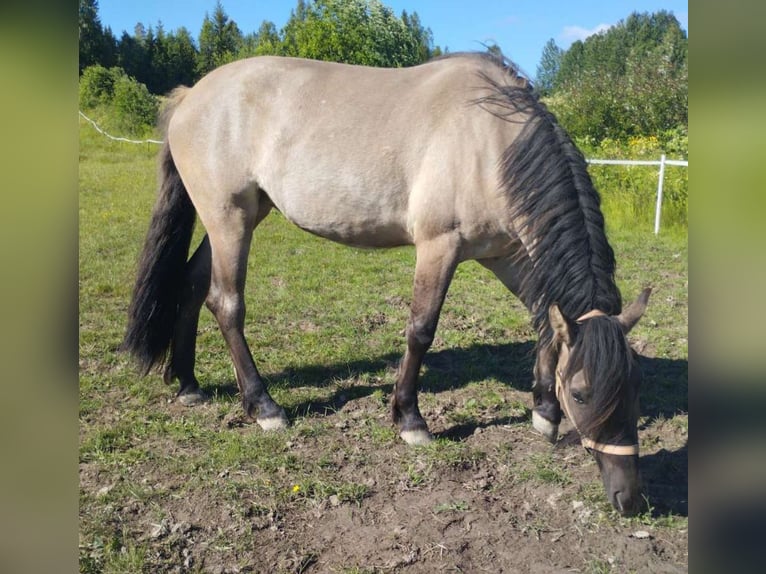 Criollo Merrie 3 Jaar 143 cm Grullo in Ullånger