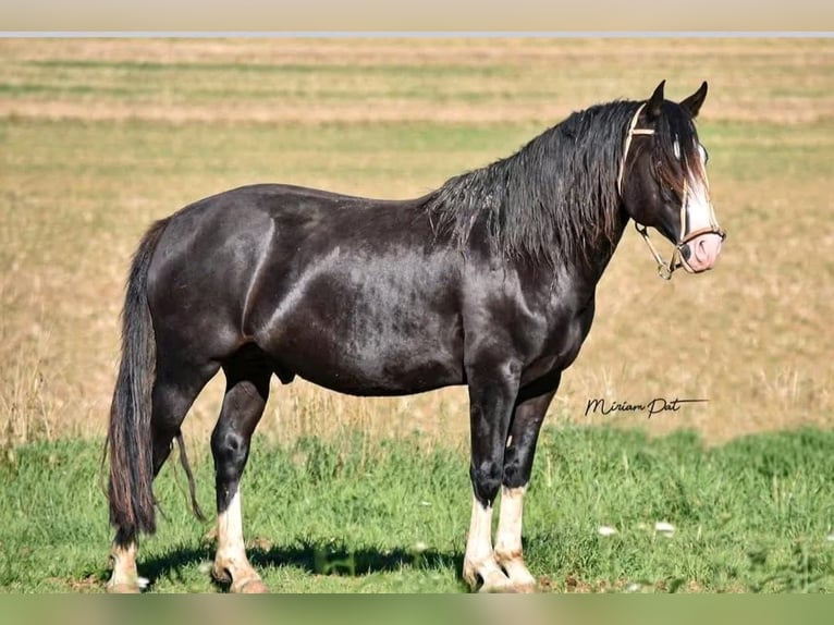 Criollo Merrie 3 Jaar 147 cm in Kasendorf