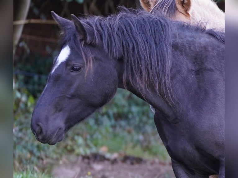 Criollo Merrie 5 Jaar Zwart in Westerngrund