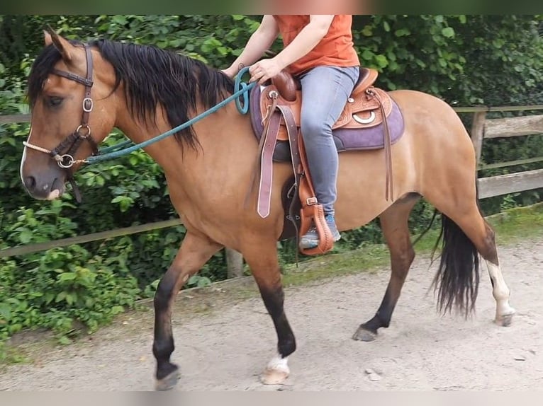 Criollo Merrie 6 Jaar 143 cm Bruin in Siegen