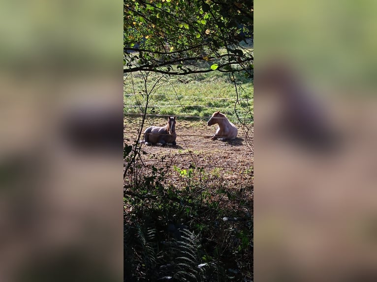 Criollo Merrie 6 Jaar 146 cm Overo-alle-kleuren in Höchst im Odenwald