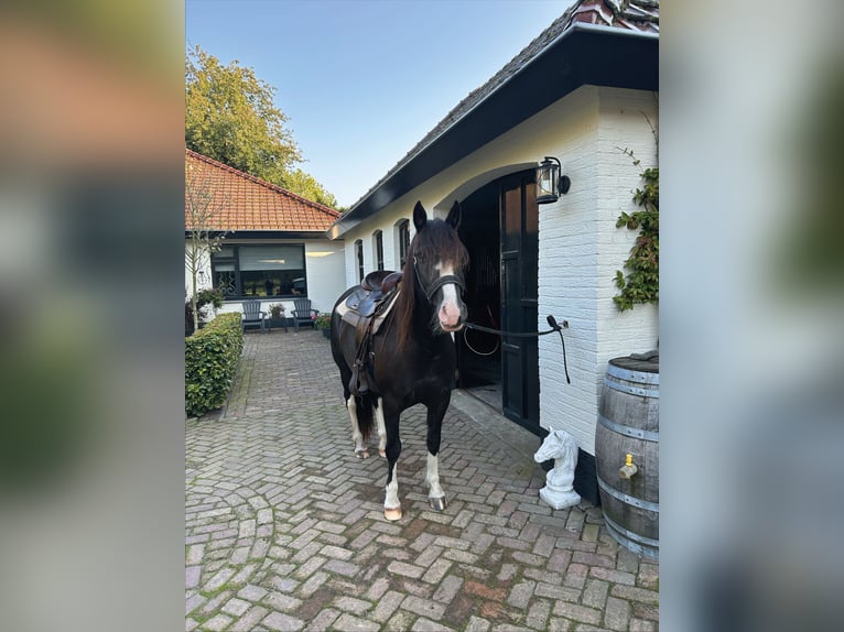 Criollo Merrie 7 Jaar 142 cm Brown Falb schimmel in Huijbergen