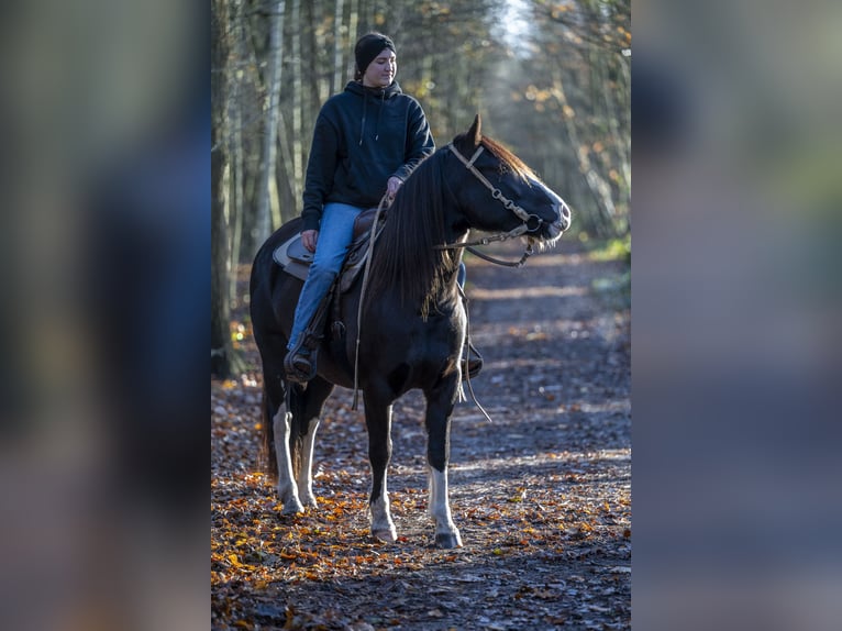 Criollo Merrie 7 Jaar 142 cm Brown Falb schimmel in Huijbergen