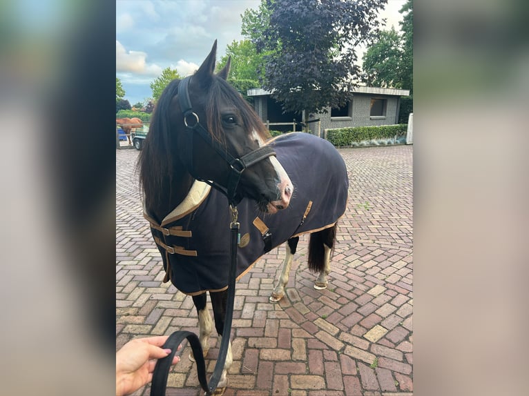 Criollo Merrie 7 Jaar 142 cm Brown Falb schimmel in Huijbergen