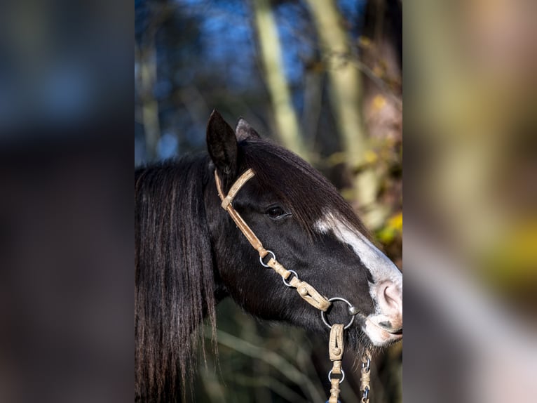 Criollo Merrie 7 Jaar 142 cm Brown Falb schimmel in Huijbergen