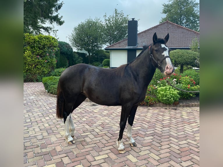 Criollo Merrie 7 Jaar 142 cm Brown Falb schimmel in Huijbergen
