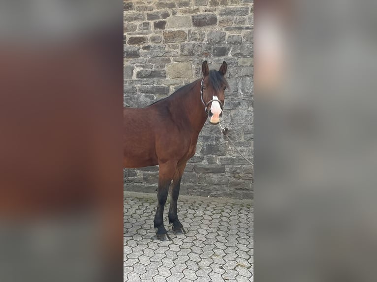 Criollo Mix Merrie 8 Jaar 146 cm Bruin in Reichshof