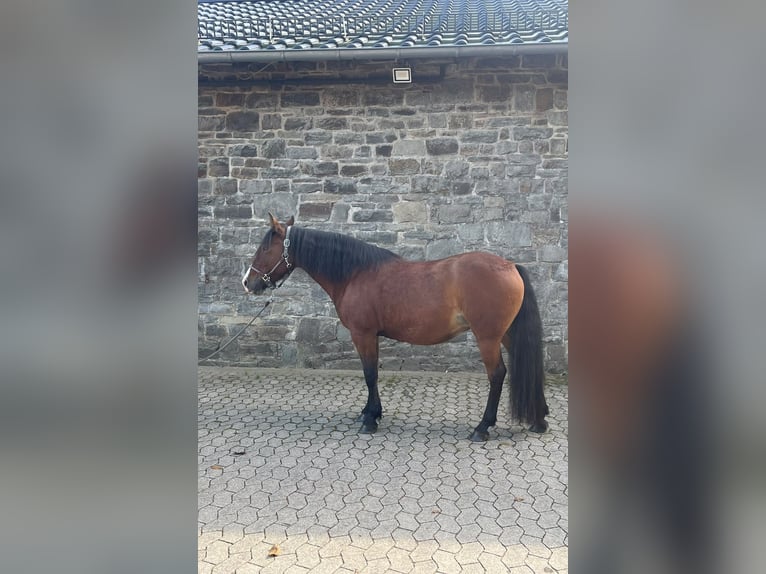 Criollo Mix Merrie 8 Jaar 146 cm Bruin in Reichshof