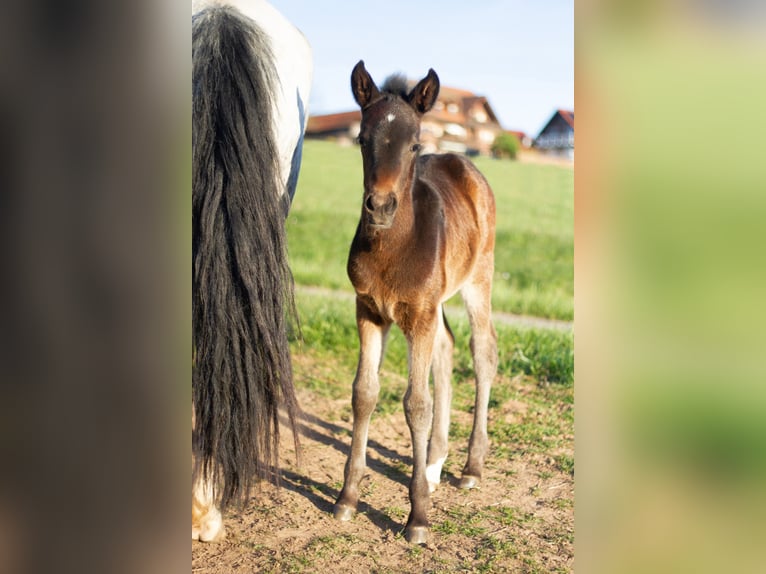 Criollo Merrie Veulen (04/2026) Donkerbruin in Amorbach