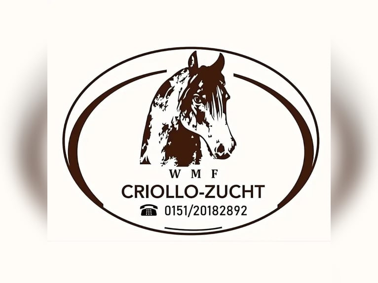 Criollo Merrie Veulen (06/2026) Falbe in Stockstadt am Main