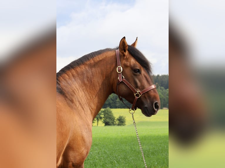 Criollo Ogier 14 lat 145 cm Bułana in Krauchenwies