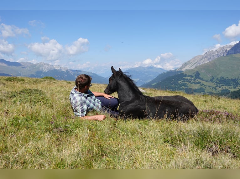 Criollo Ogier 1 Rok Kara in Tinizong