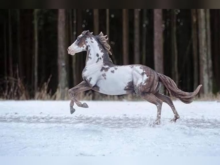 Criollo Mix Ogier 34 lat 163 cm Overo wszelkich maści in 67
