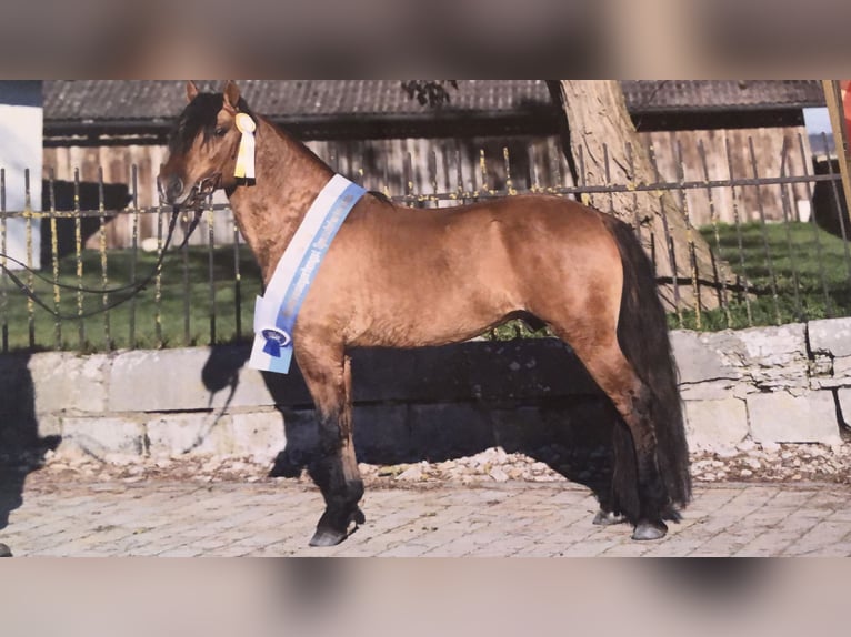 Criollo Ogier 5 lat 145 cm Bułana in Ehingen am Ries