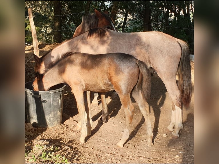 Criollo Ogier Źrebak (05/2025) 145 cm Gniadodereszowata in Montgaillard
