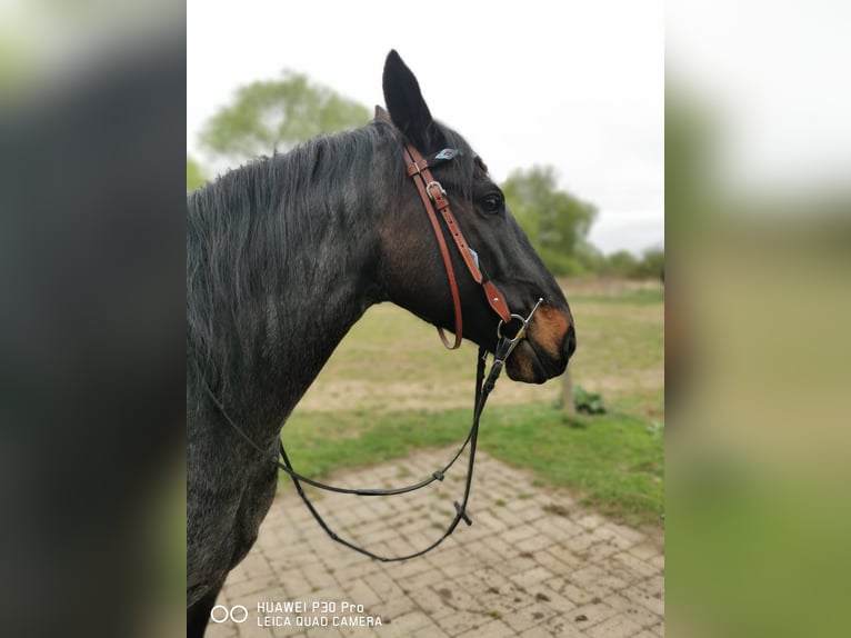 Criollo Ruin 10 Jaar 145 cm Roan-Blue in Schönwalde