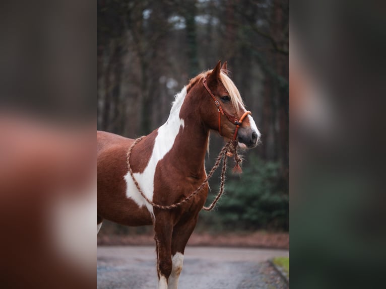 Criollo Mix Ruin 10 Jaar 150 cm Gevlekt-paard in Boekel