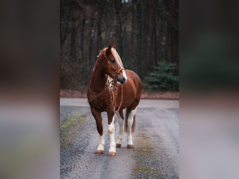 Criollo Mix Ruin 10 Jaar 150 cm Gevlekt-paard in Boekel