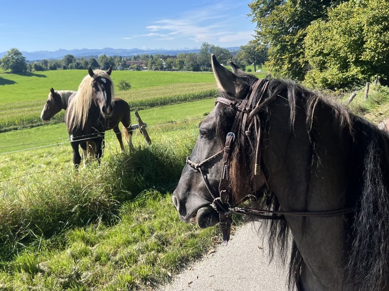 Criollo Mix Ruin 11 Jaar 143 cm Falbe in Weilheim in Oberbayern