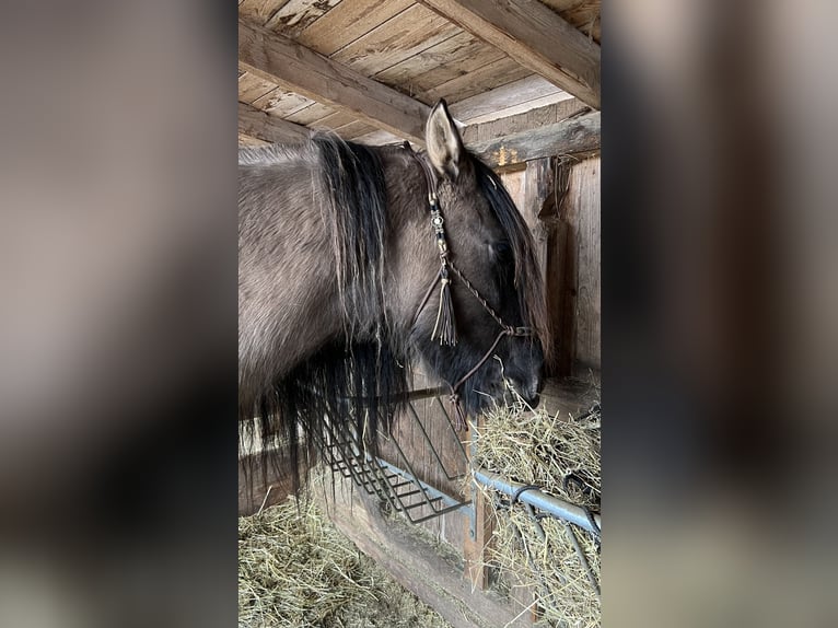 Criollo Mix Ruin 11 Jaar 143 cm Falbe in Weilheim in Oberbayern