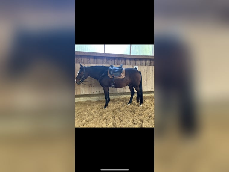 Criollo Mix Ruin 14 Jaar 155 cm Bruin in Vaterstetten