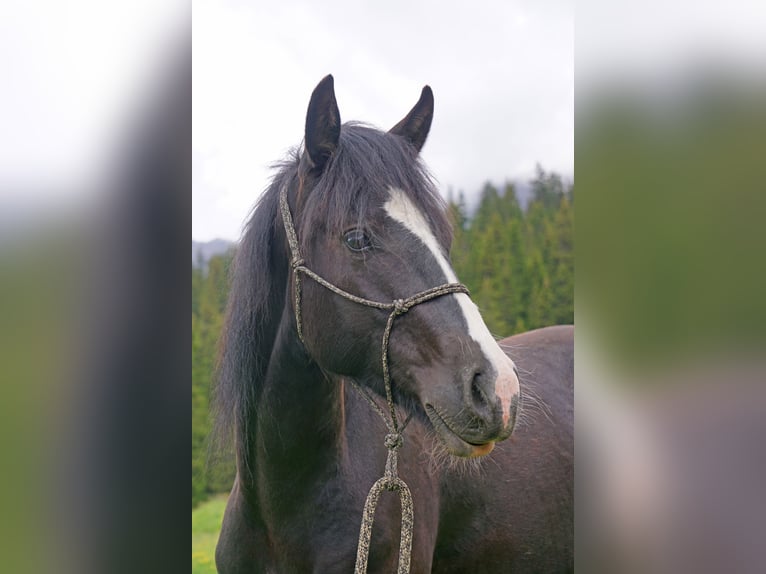 Criollo Ruin 2 Jaar Gevlekt-paard in Tinizong