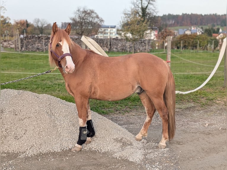 Criollo Mix Ruin 3 Jaar 144 cm Red Dun in Kressbronn am Bodensee