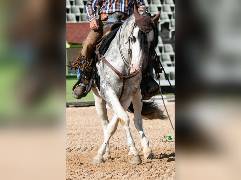 Criollo Ruin 3 Jaar 148 cm Appaloosa in Sommerkahl