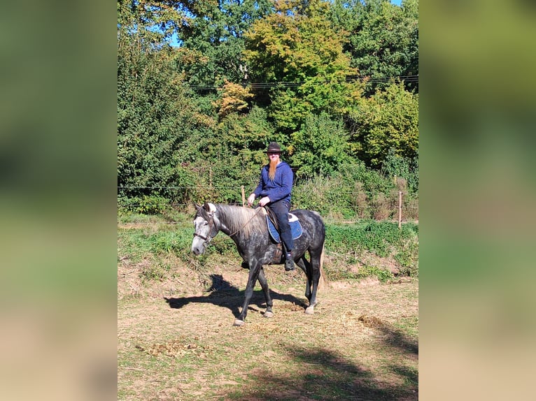 Criollo Mix Ruin 5 Jaar 155 cm Zwartschimmel in Hundsbach