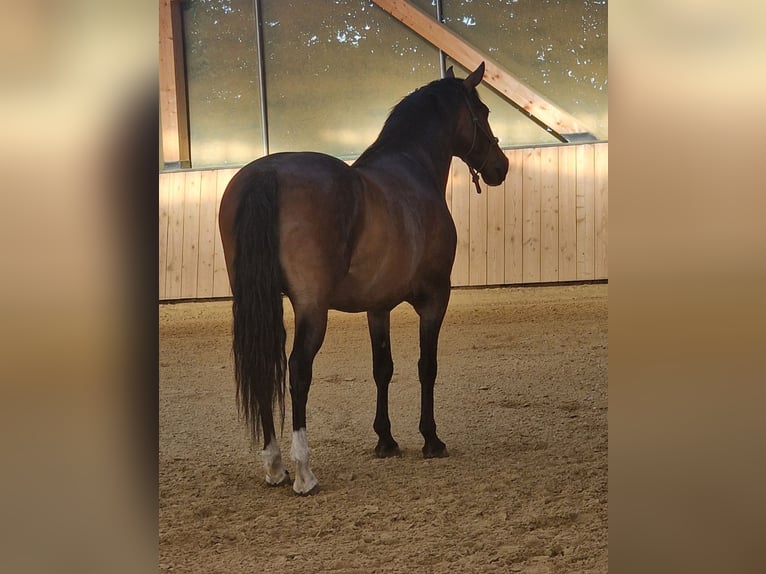 Criollo Mix Ruin 7 Jaar 153 cm Bruin in Neumarkt-Sankt Veit