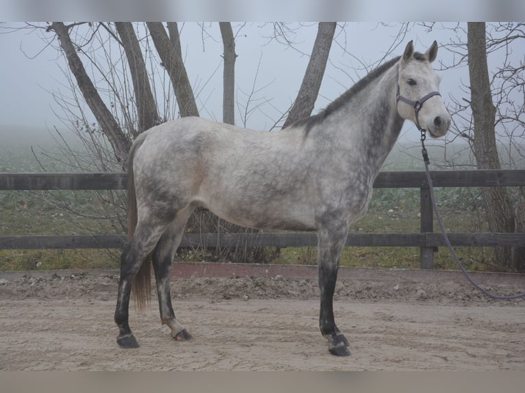 Criollo Mix Ruin 8 Jaar 156 cm Schimmel in Veigy-Foncenex