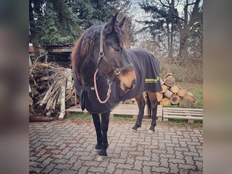 Criollo Mix Ruin 8 Jaar 158 cm Zwartbruin in Altenburg