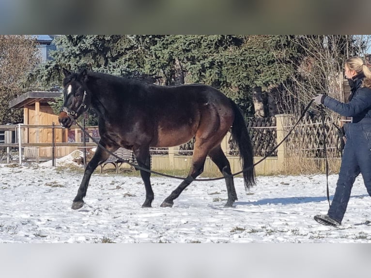 Criollo Mix Ruin 8 Jaar 158 cm Zwartbruin in Altenburg