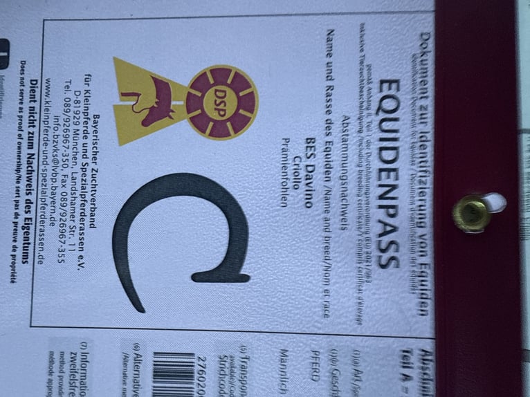 Criollo Semental 1 año 142 cm Alazán-tostado in Mengen