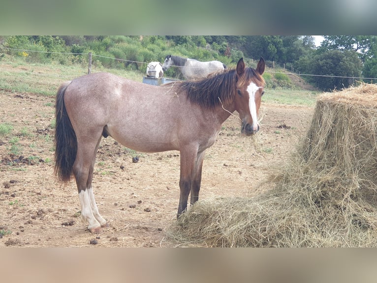 Criollo Semental 1 año 145 cm Castaño-ruano in Montgaillard
