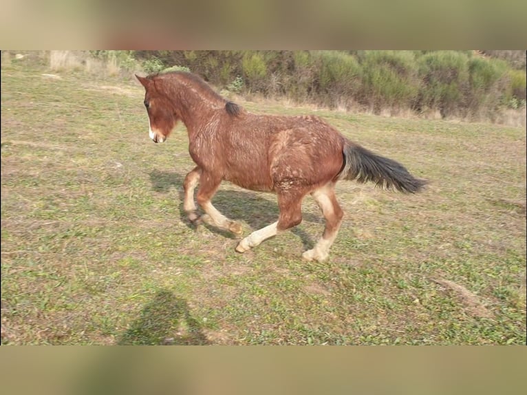 Criollo Semental 1 año 145 cm Castaño-ruano in Montgaillard