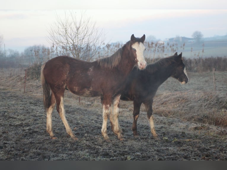 Criollo Semental 1 año 145 cm Overo-todas las-capas in Gailingen am Hochrhein