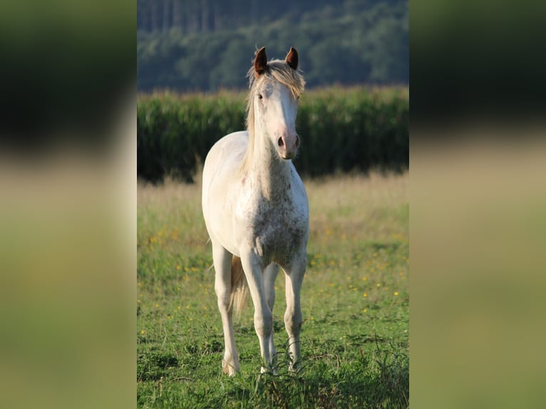 Criollo Semental 1 año 145 cm Pío in Mengen