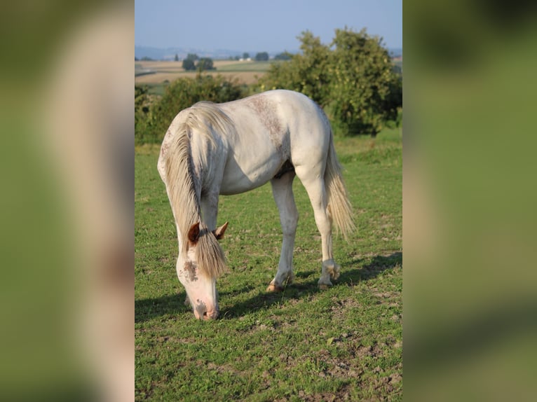 Criollo Semental 1 año 145 cm Pío in Mengen