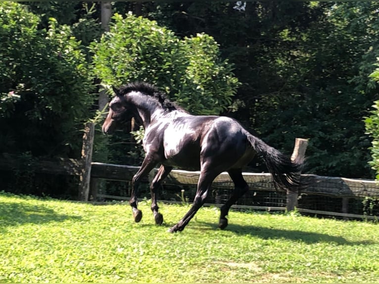 Criollo Semental 1 año 148 cm Negro in Doiberberg