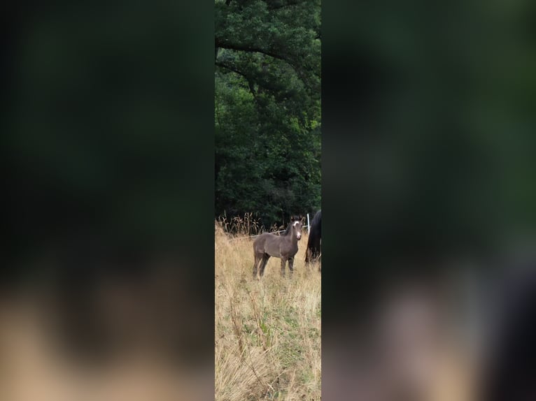 Criollo Semental 1 año 148 cm Negro in Sommerkahl