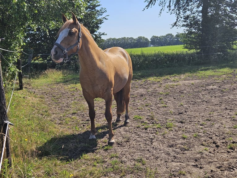 Criollo Semental 9 años 144 cm Alazán in Wolvega