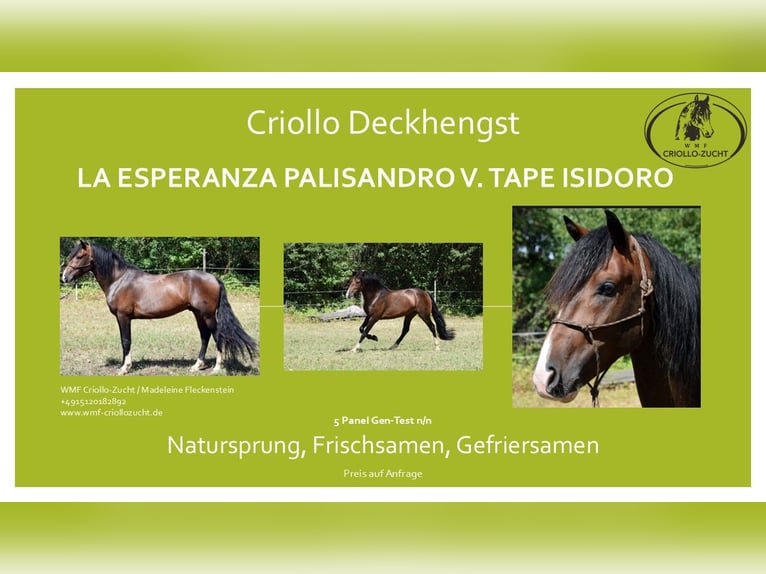 Criollo Semental Castaño in Sommerkahl Criollo Semental Castaño in Sommerkahl