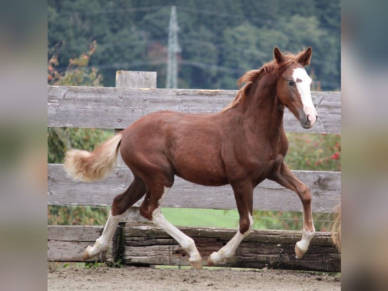 Criollo Semental Potro (05/2025) 142 cm Alazán-tostado in Mengen